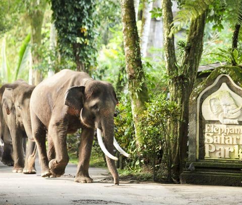 Safari elefantes Bali