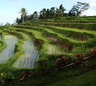Visitar arrozales Bali