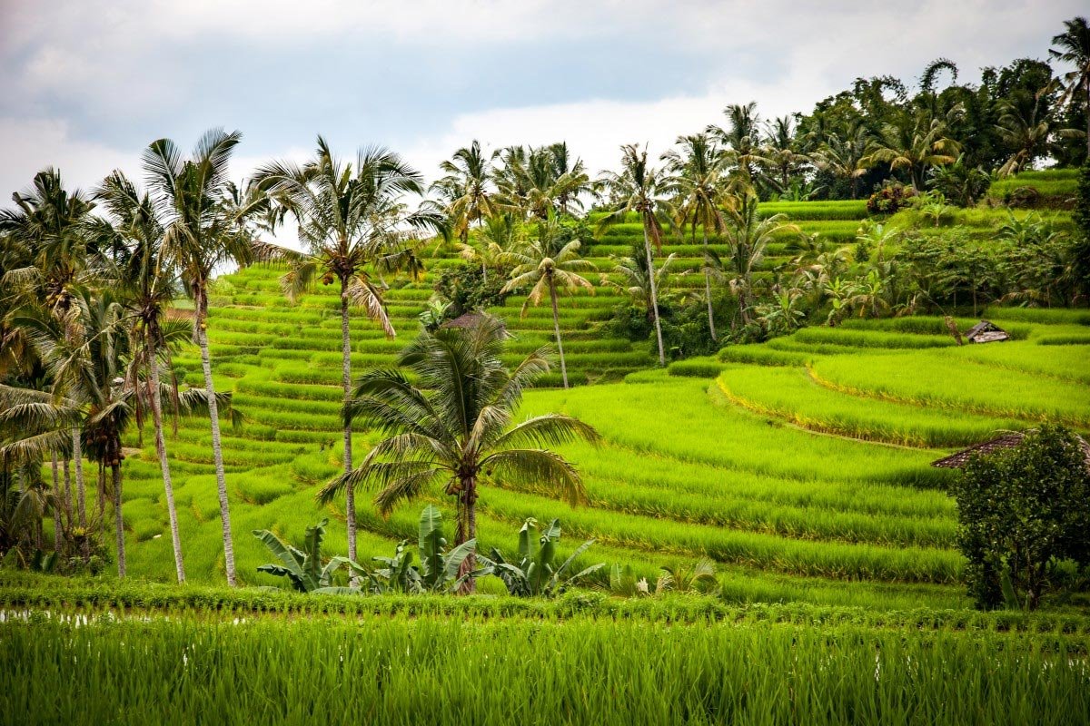 Campos y terrazas de arroz Bali
