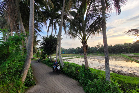 ¿Qué ver en Ubud? ¿Qué ver en Ubud?