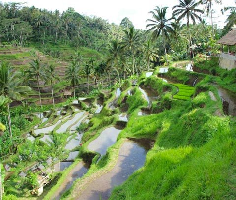 Tour por los arrozales de Bali ¿Qué hacer?